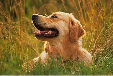 《辐射》系列25周年系列庆祝活动 《辐射76》免费体验